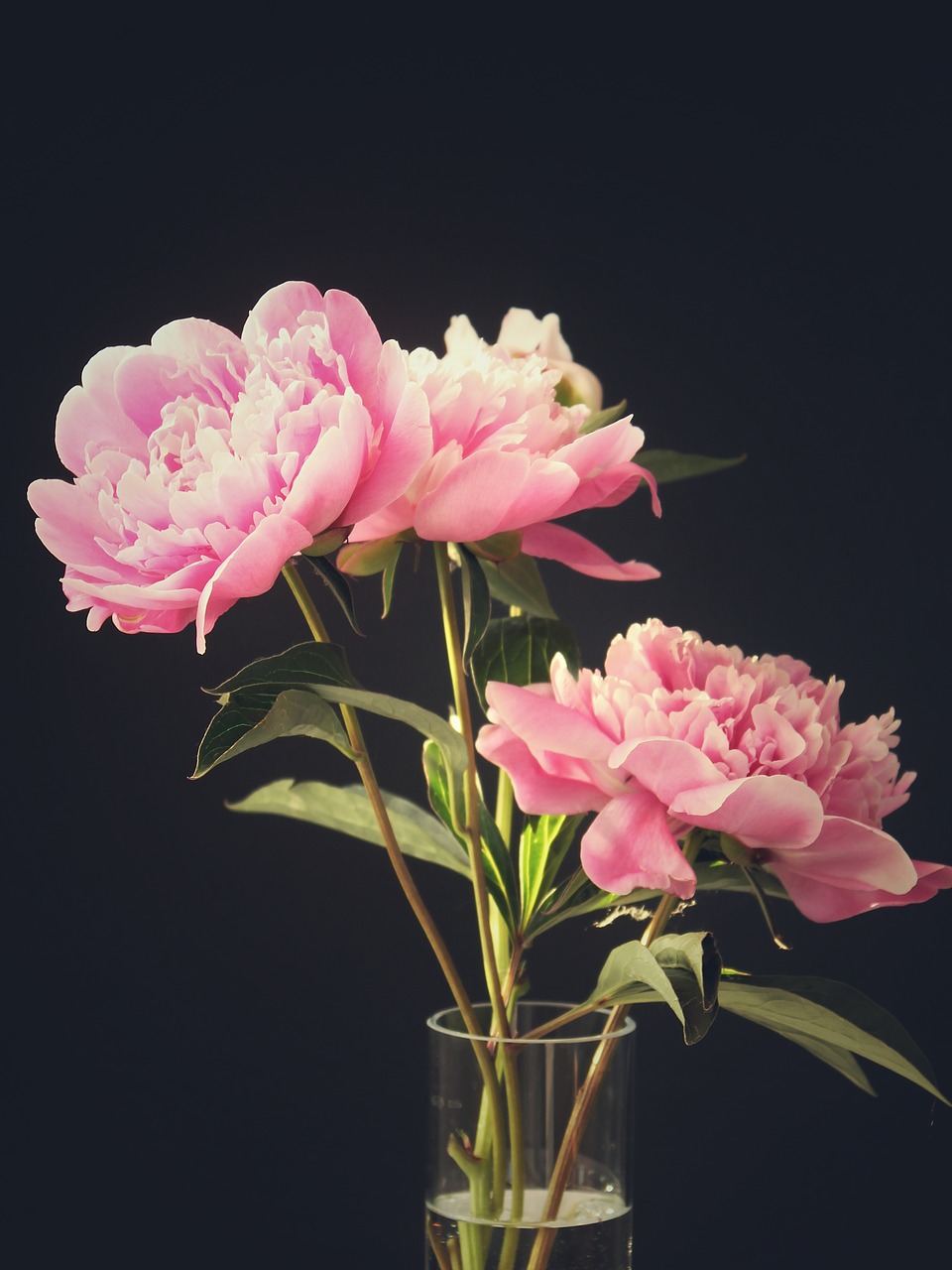 peony  peony bouquet  flowers free photo