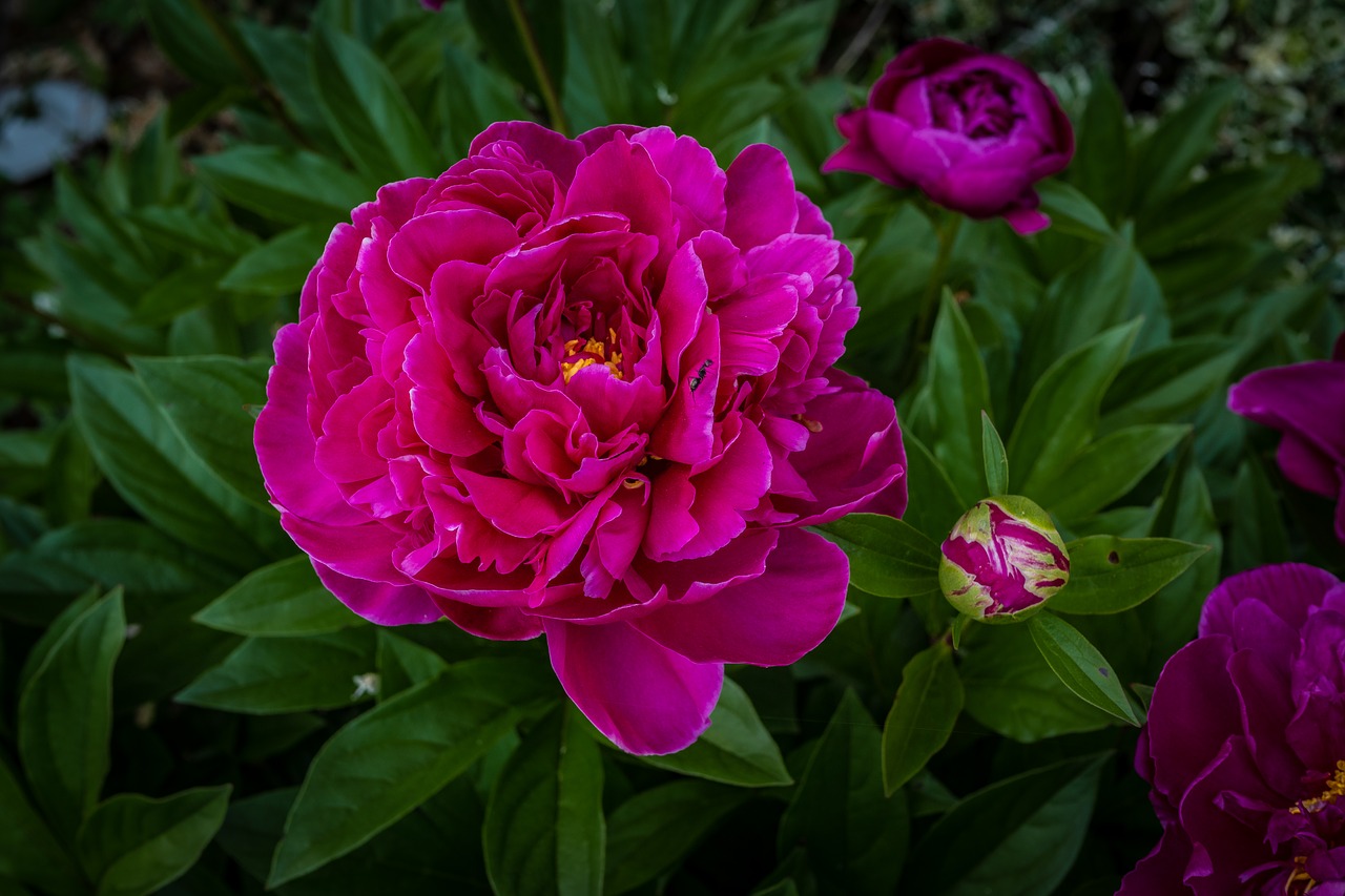 peony  garden rose  red free photo