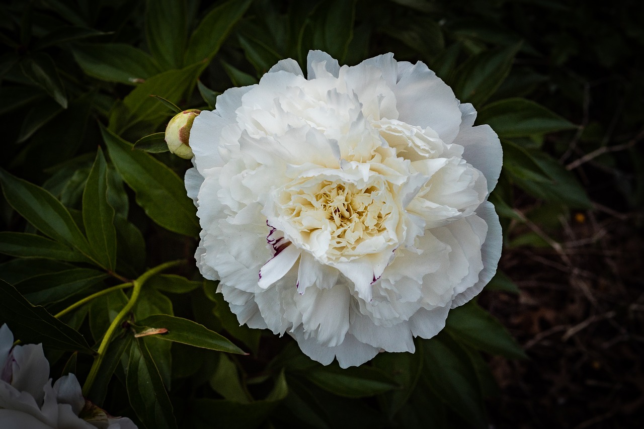 peony  garden rose  white free photo