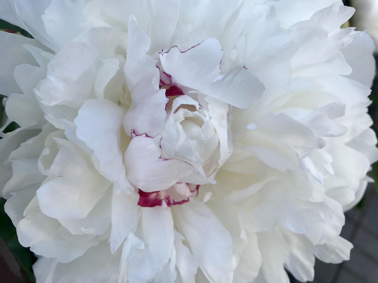 peony  spring  flower free photo