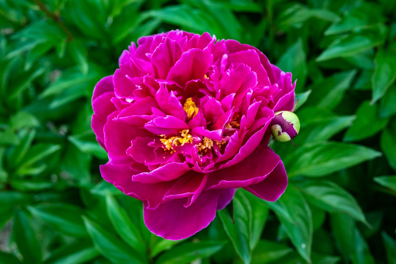 peony  garden rose  red free photo