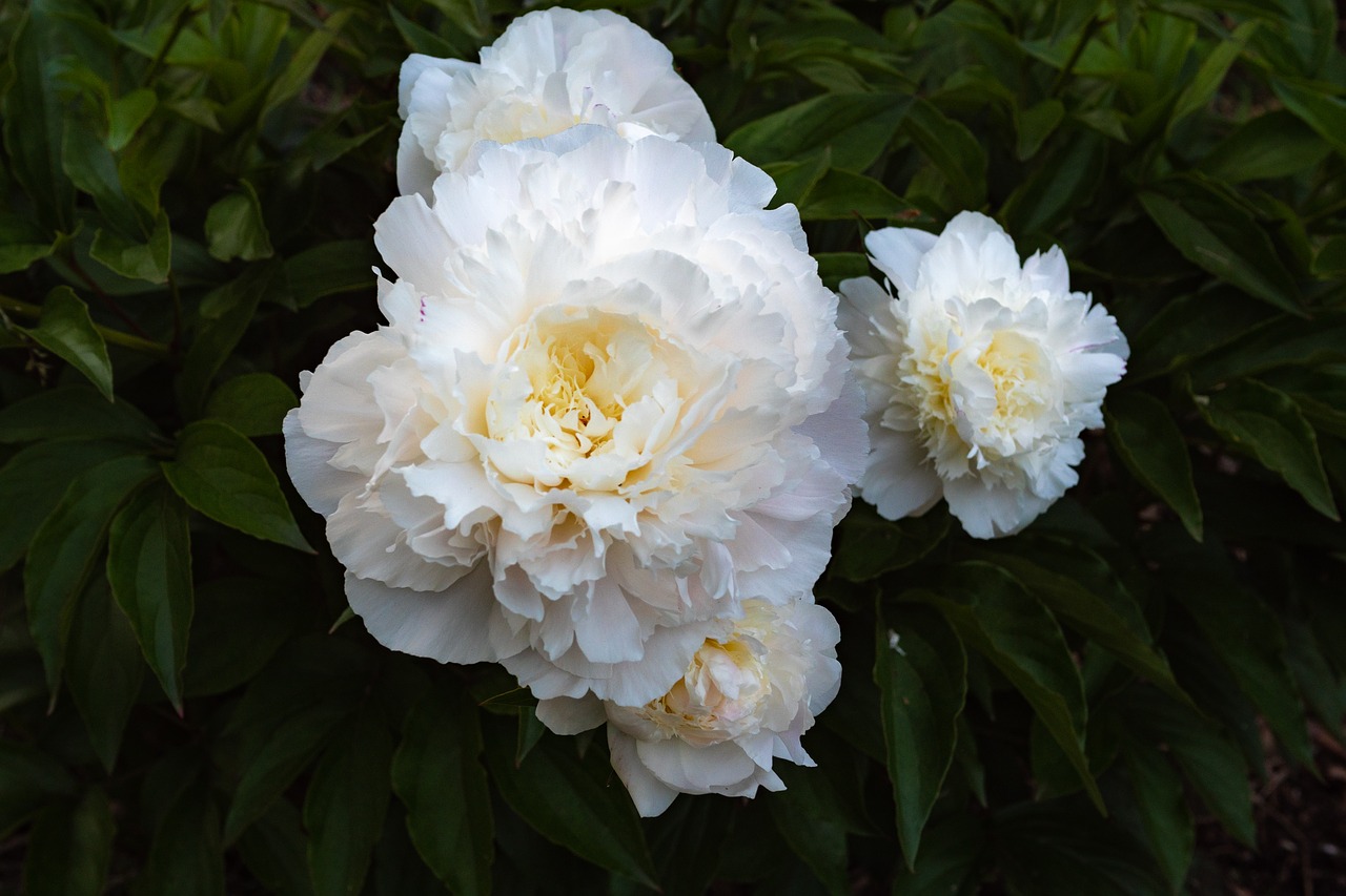 peony  white  garden rose free photo