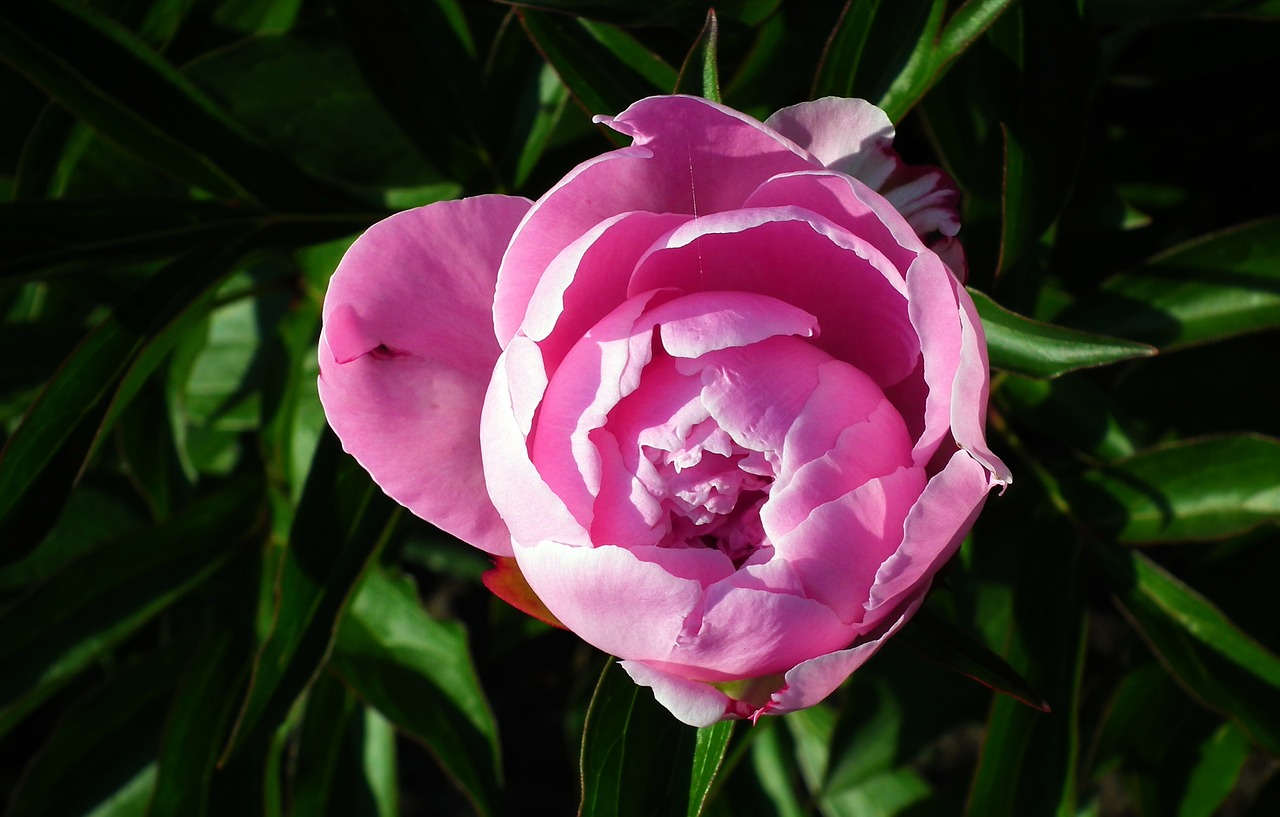 peony  pink  closeup free photo