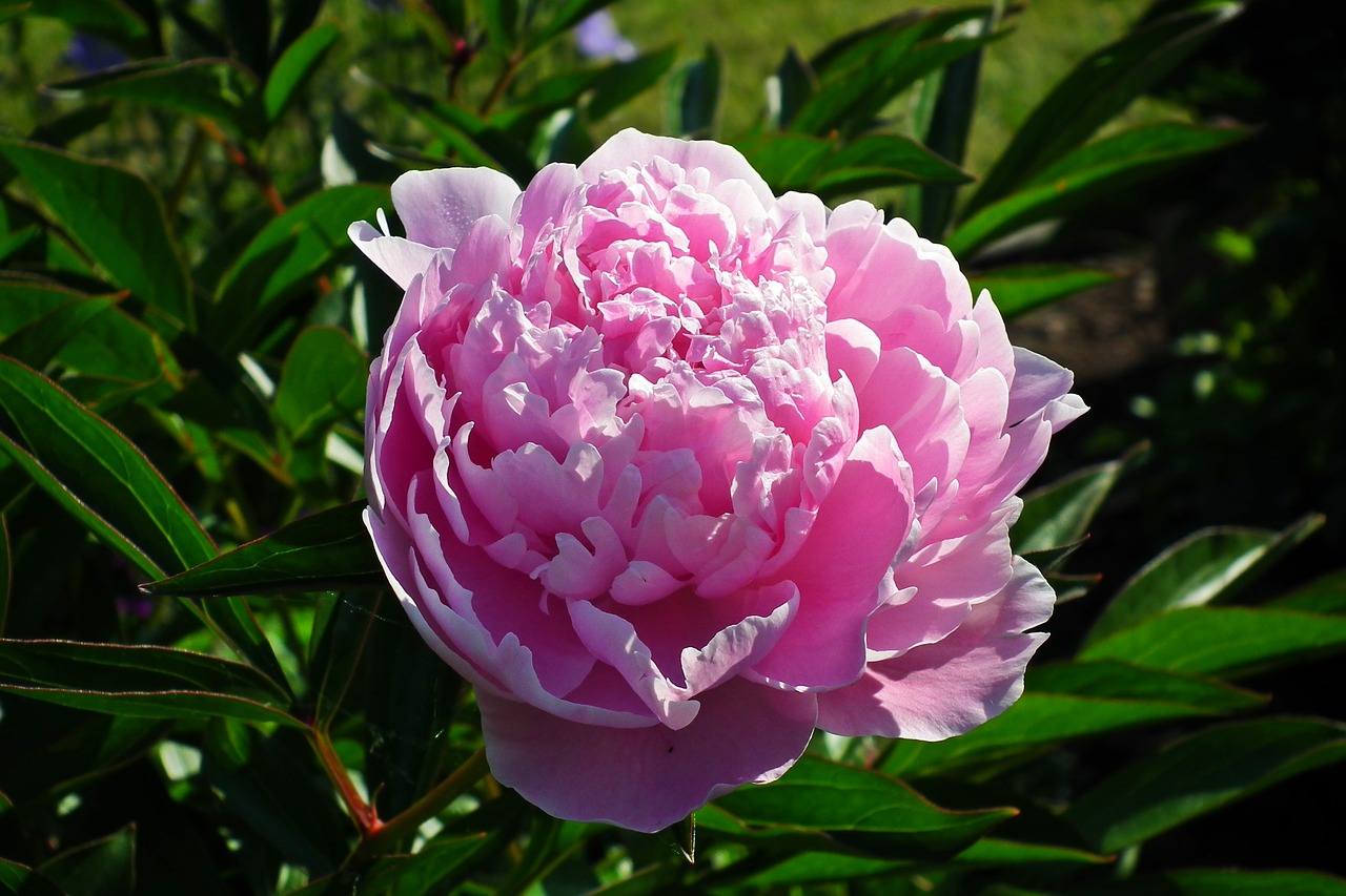 peony  flower  garden free photo