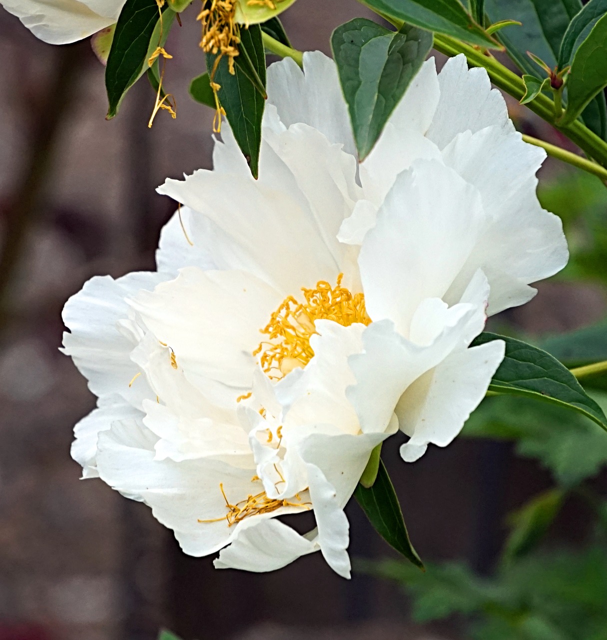 peony  white  blossom free photo