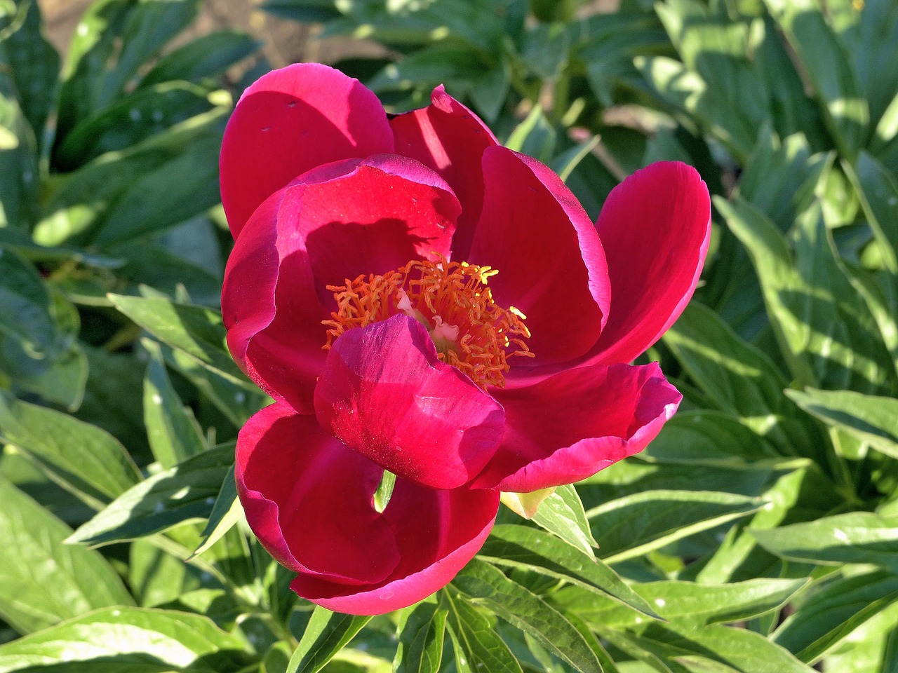 peony  flower  plant free photo