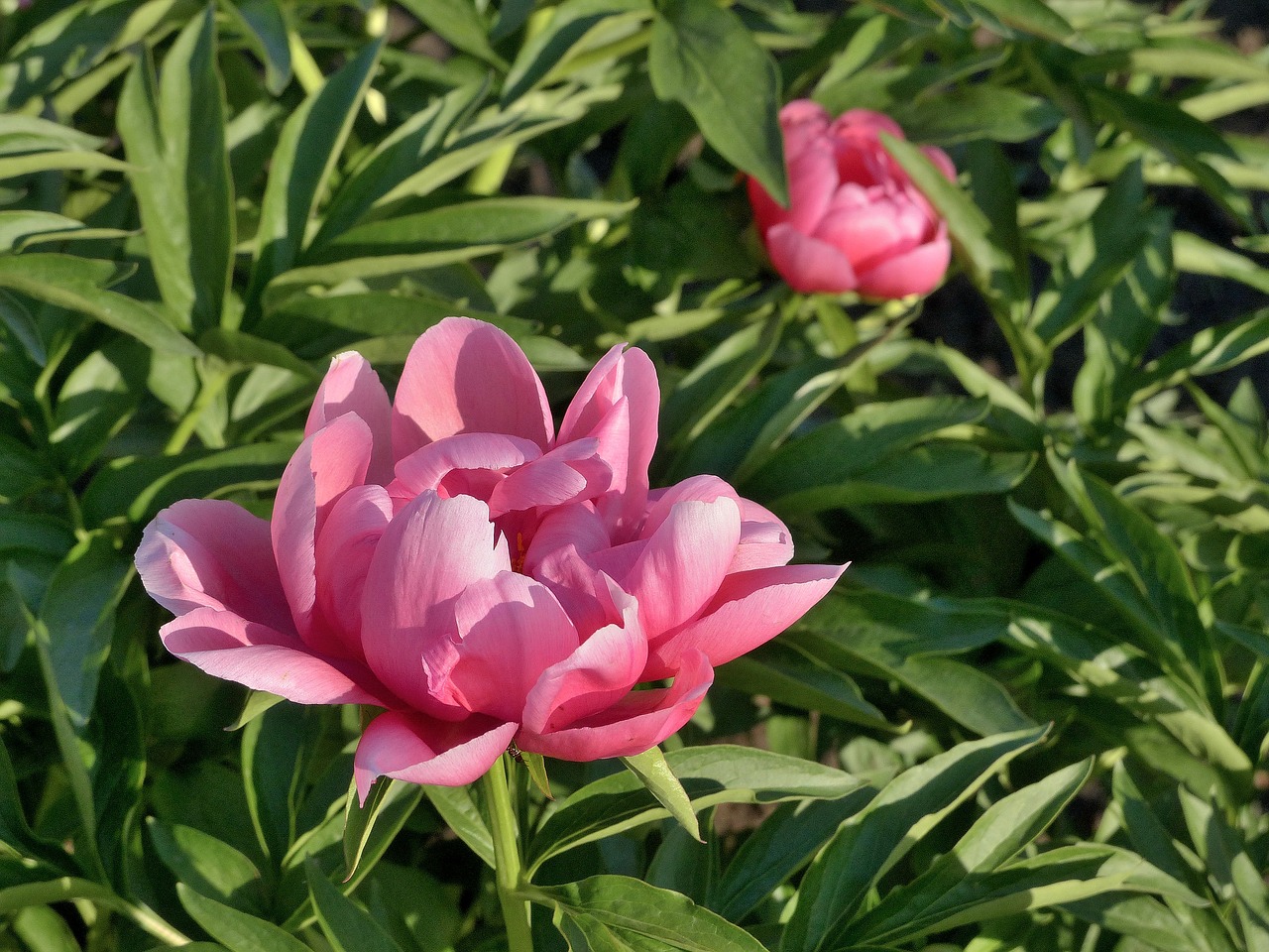 peony  pink  flower free photo