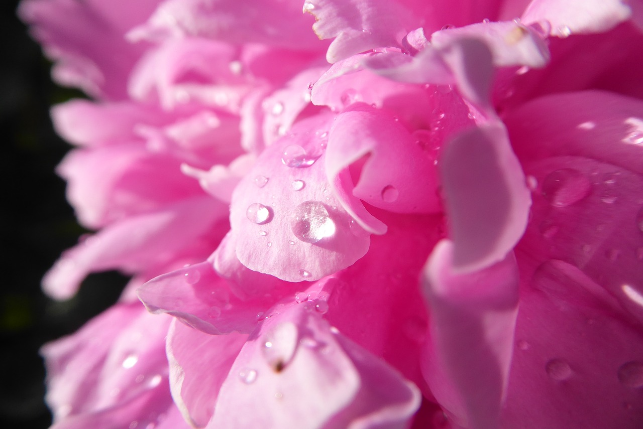 peony  a drop of  garden free photo