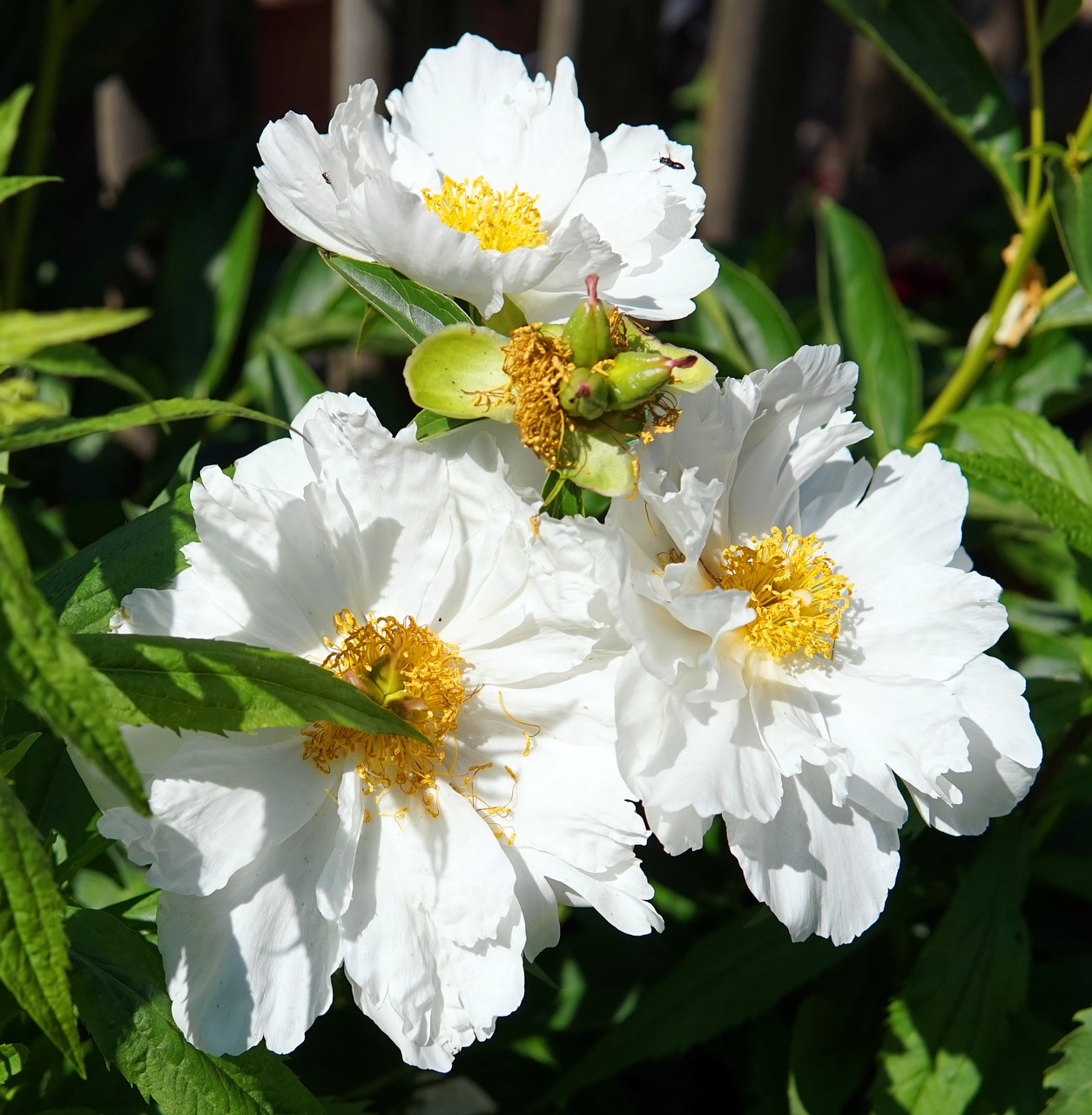 peony  white  blossom free photo