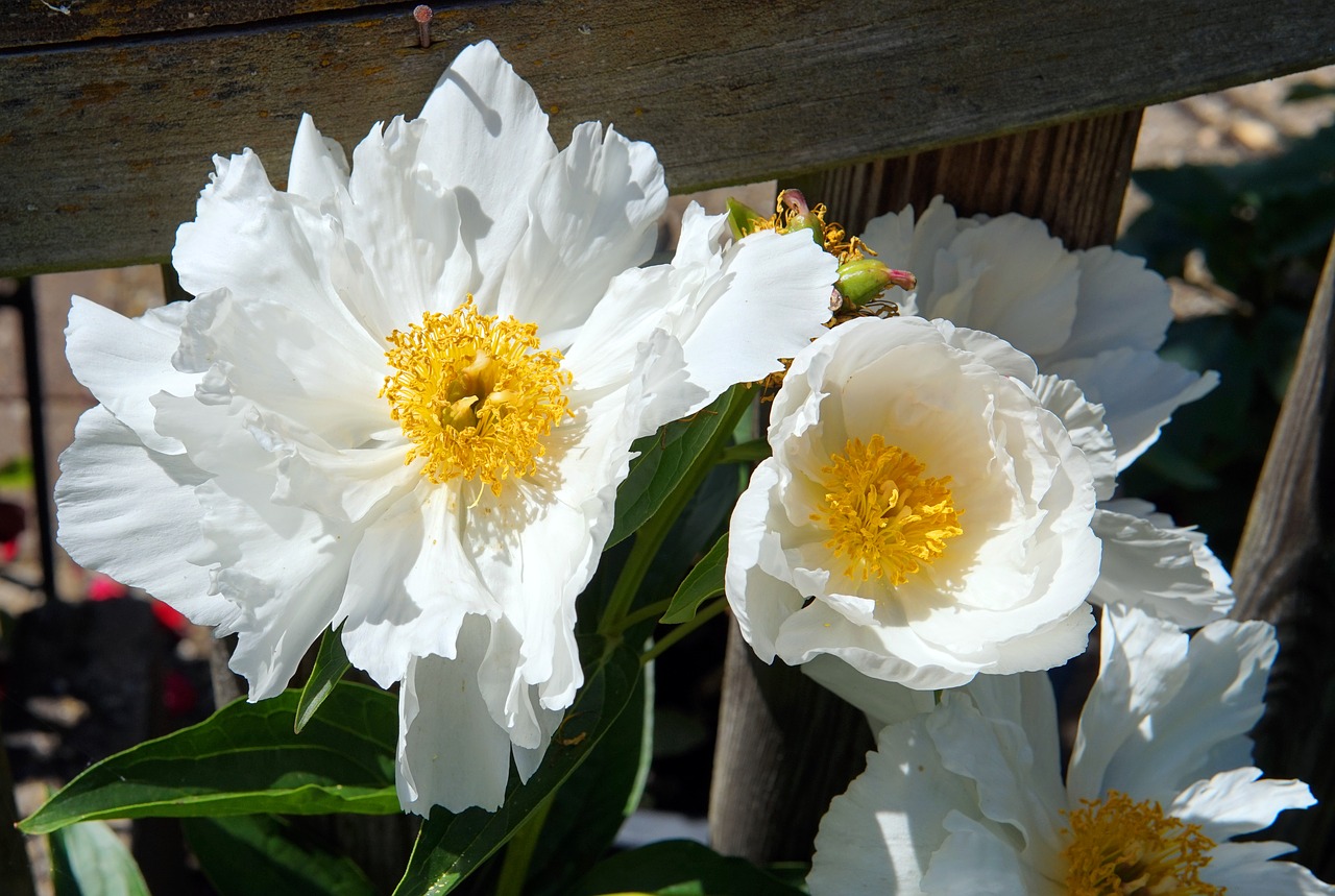 peony  blossom  bloom free photo