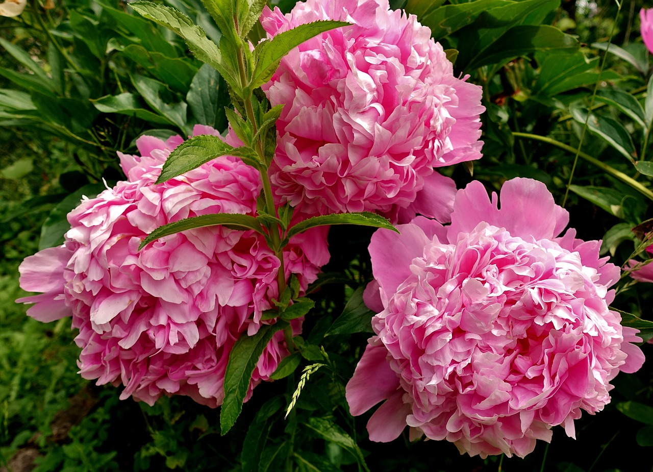 peony  flower  pink free photo