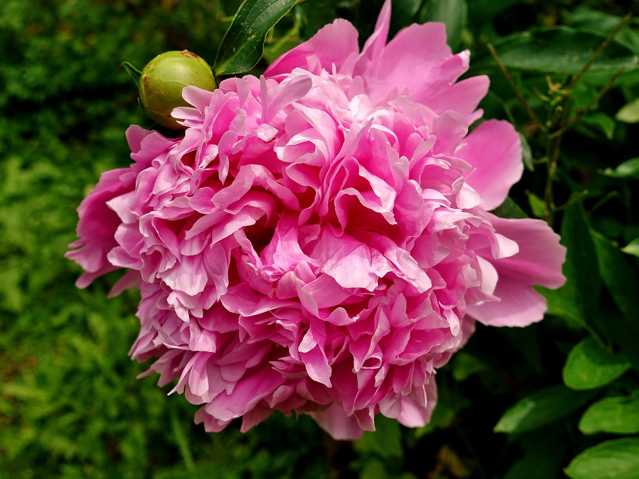 peony  flower  pink free photo