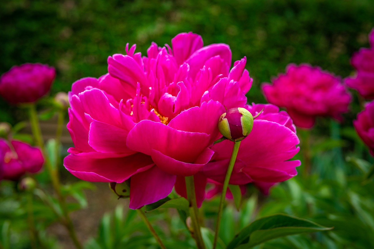 peony  red  garden rose free photo