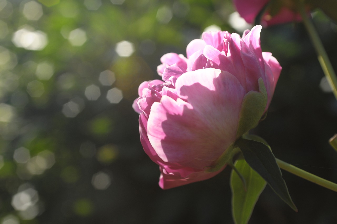 peony  roses  flower free photo