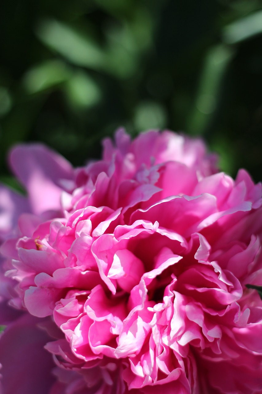 peony  summer  pink free photo