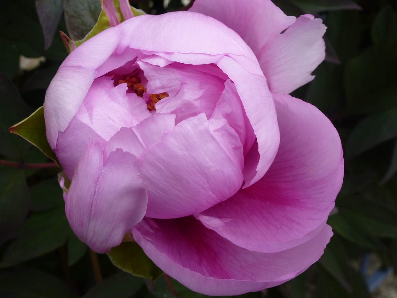 peony  pink  hatching free photo