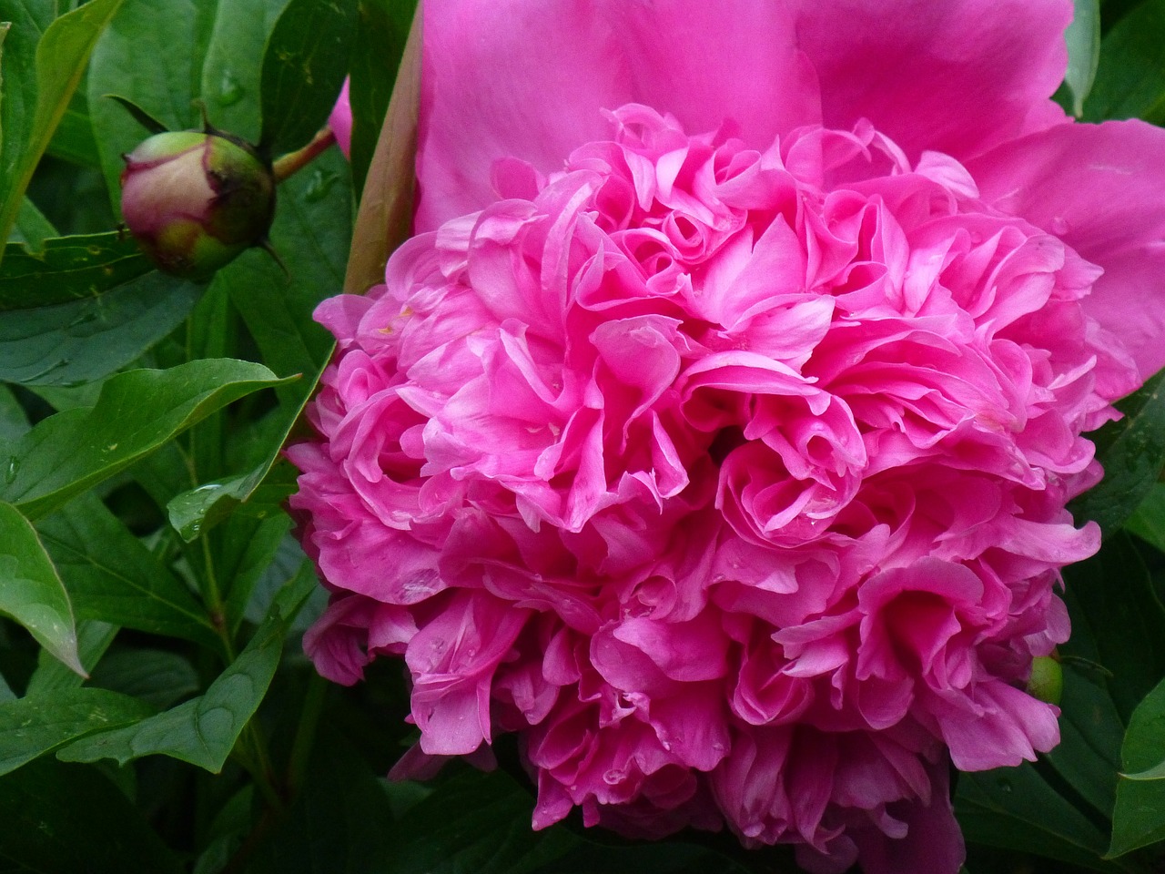 peony flower flora free photo