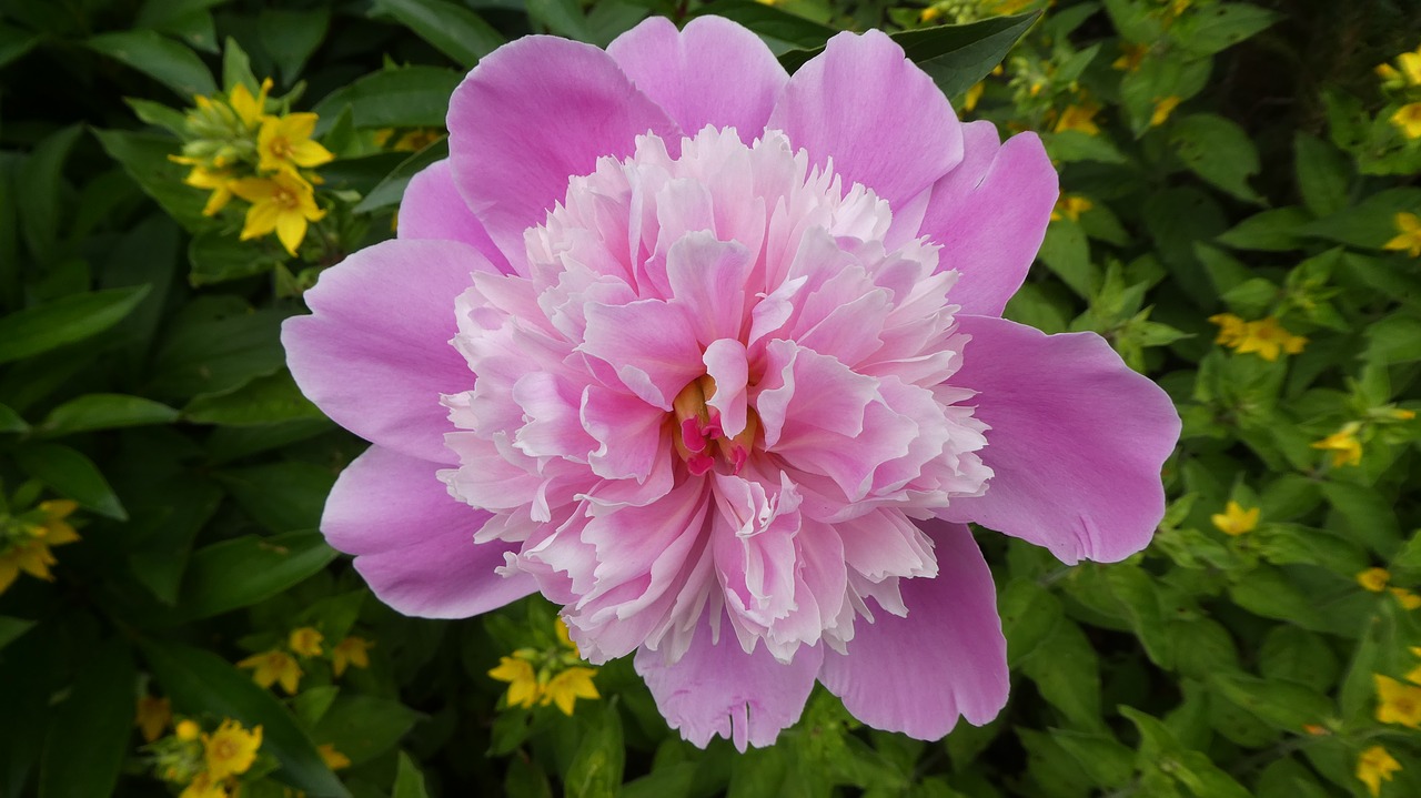 peony  paeonia  pink flower free photo