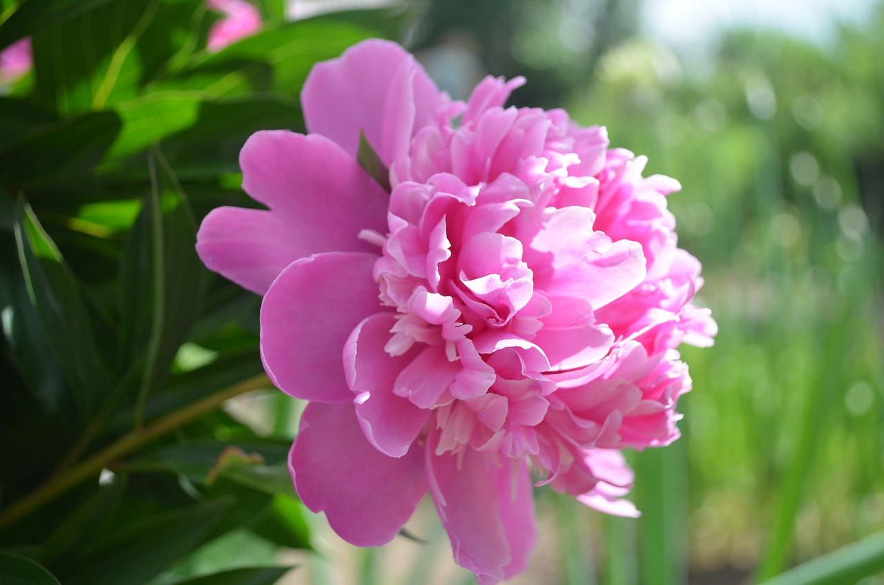 peony  peonies  pink free photo