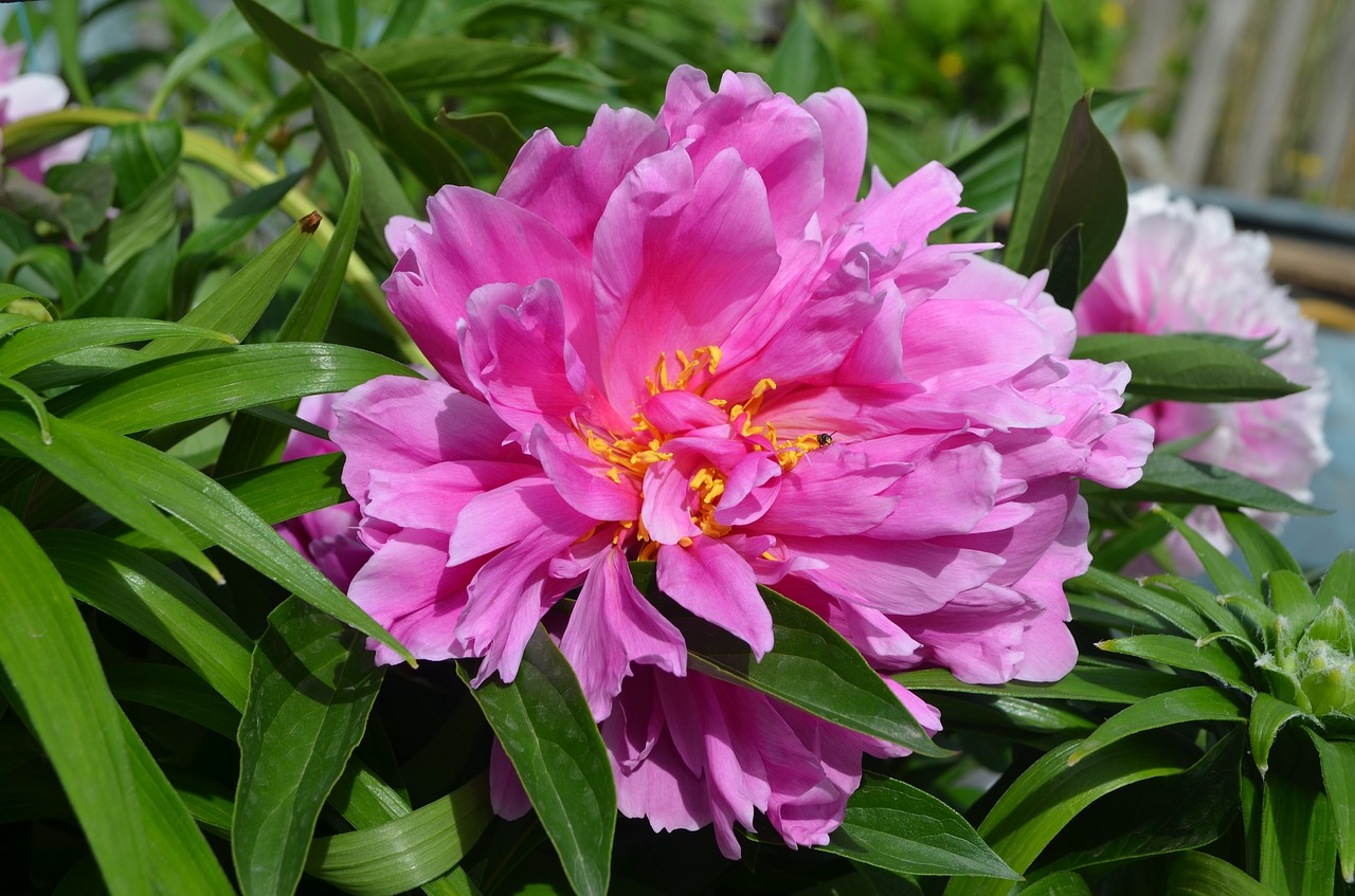 peony  peonies  garden free photo