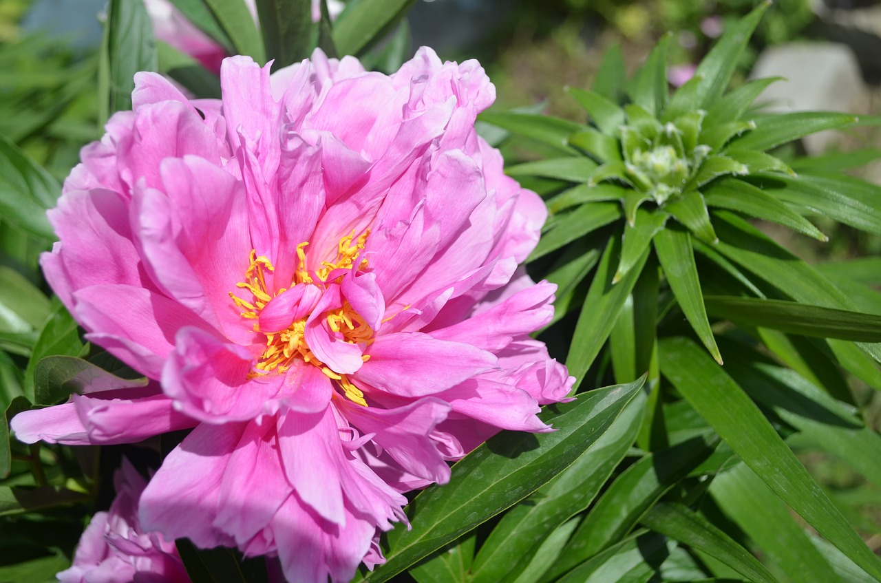 peony  flower  pink free photo