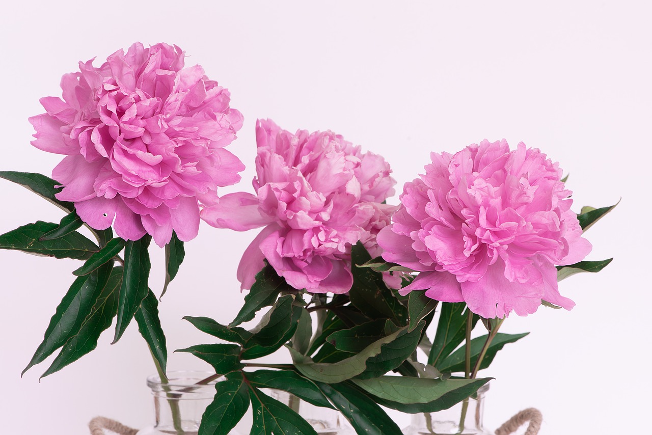 peony  pink  pink peonies free photo