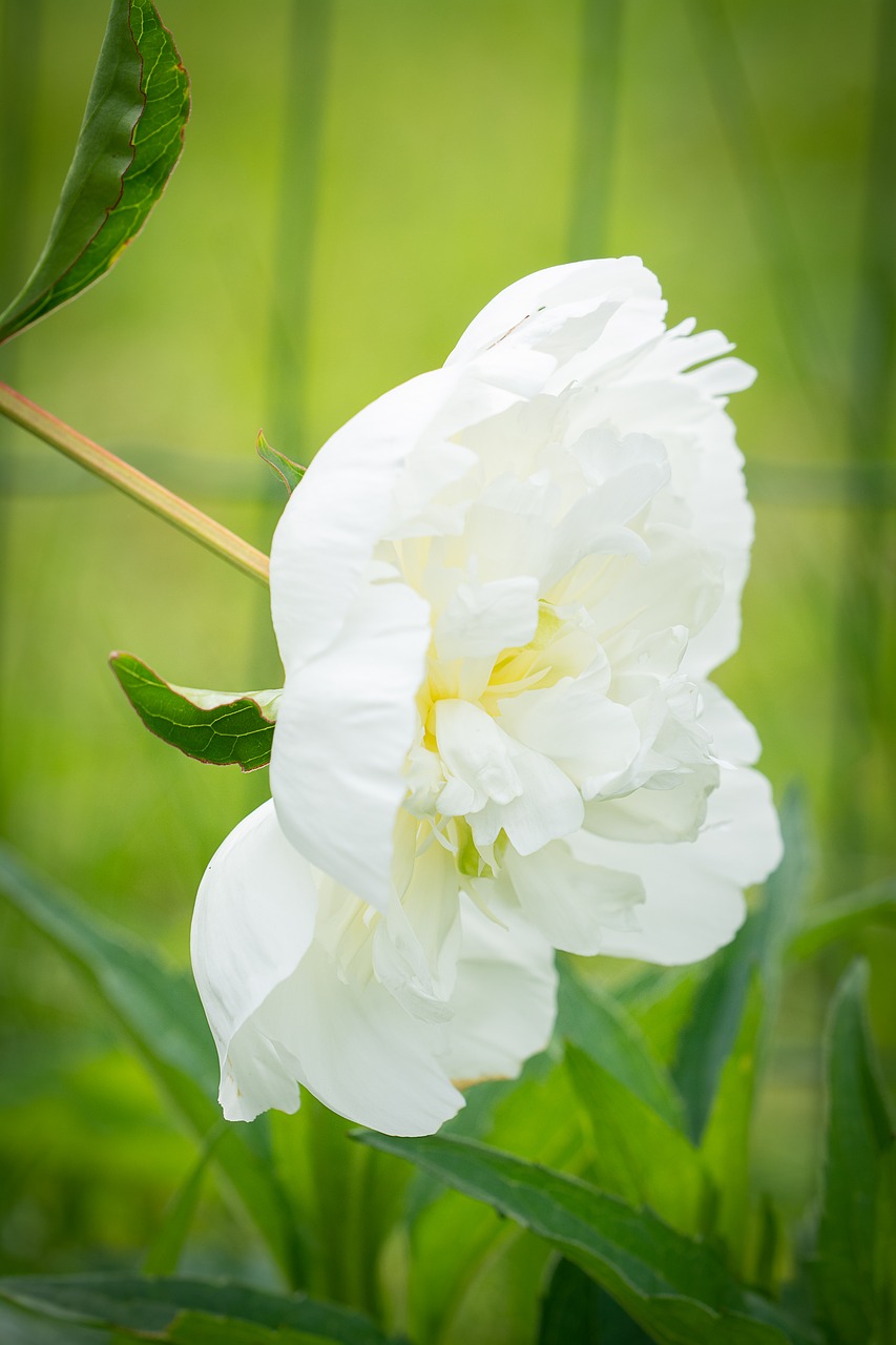 peony  white  white peony free photo