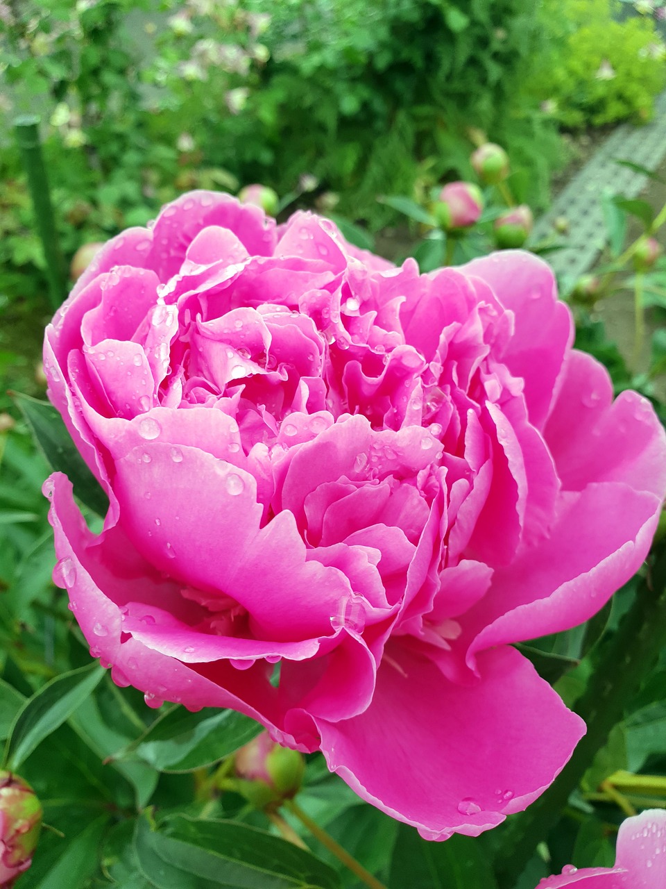 peony  flower  flora free photo