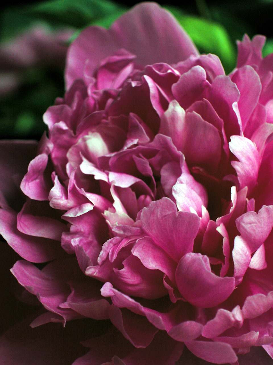 peony flower pink flower free photo