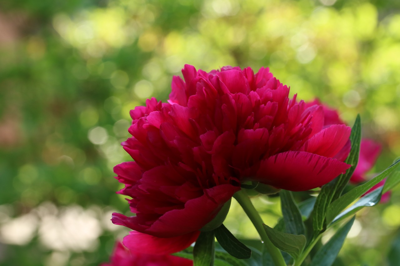 peony  flower  pink flower free photo