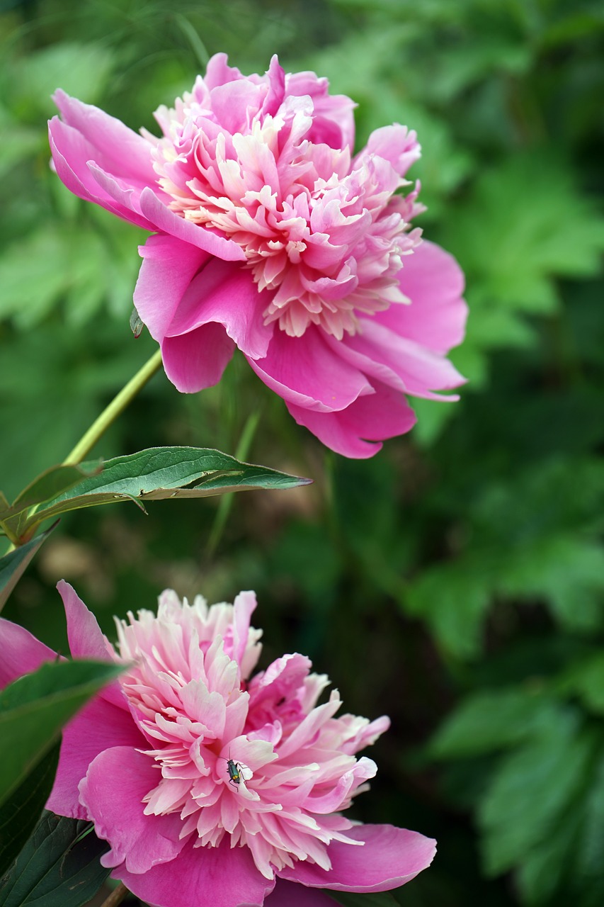 peony  nature  flower free photo