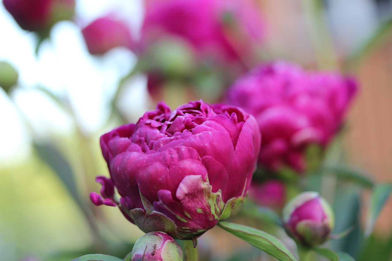 peony blossom bloom free photo