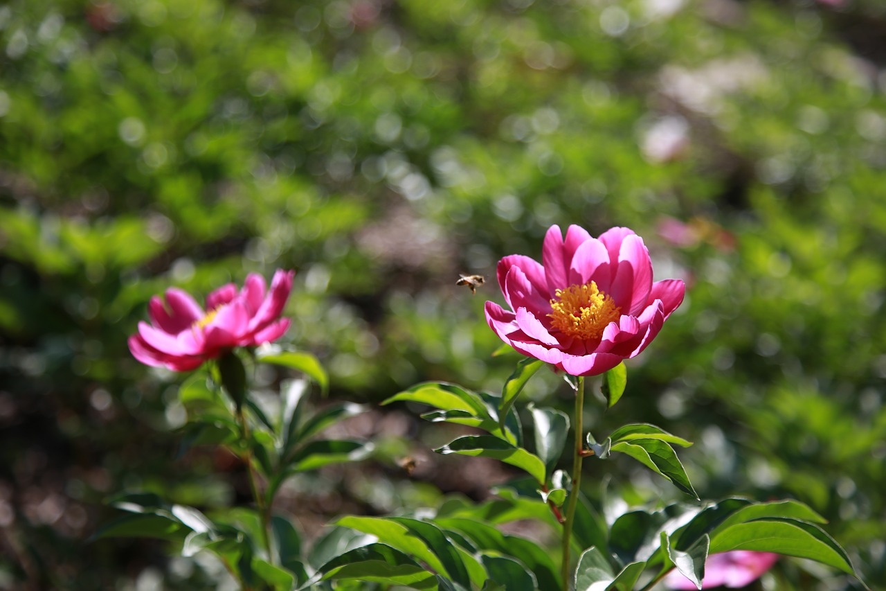 peony  peonies  flowers free photo