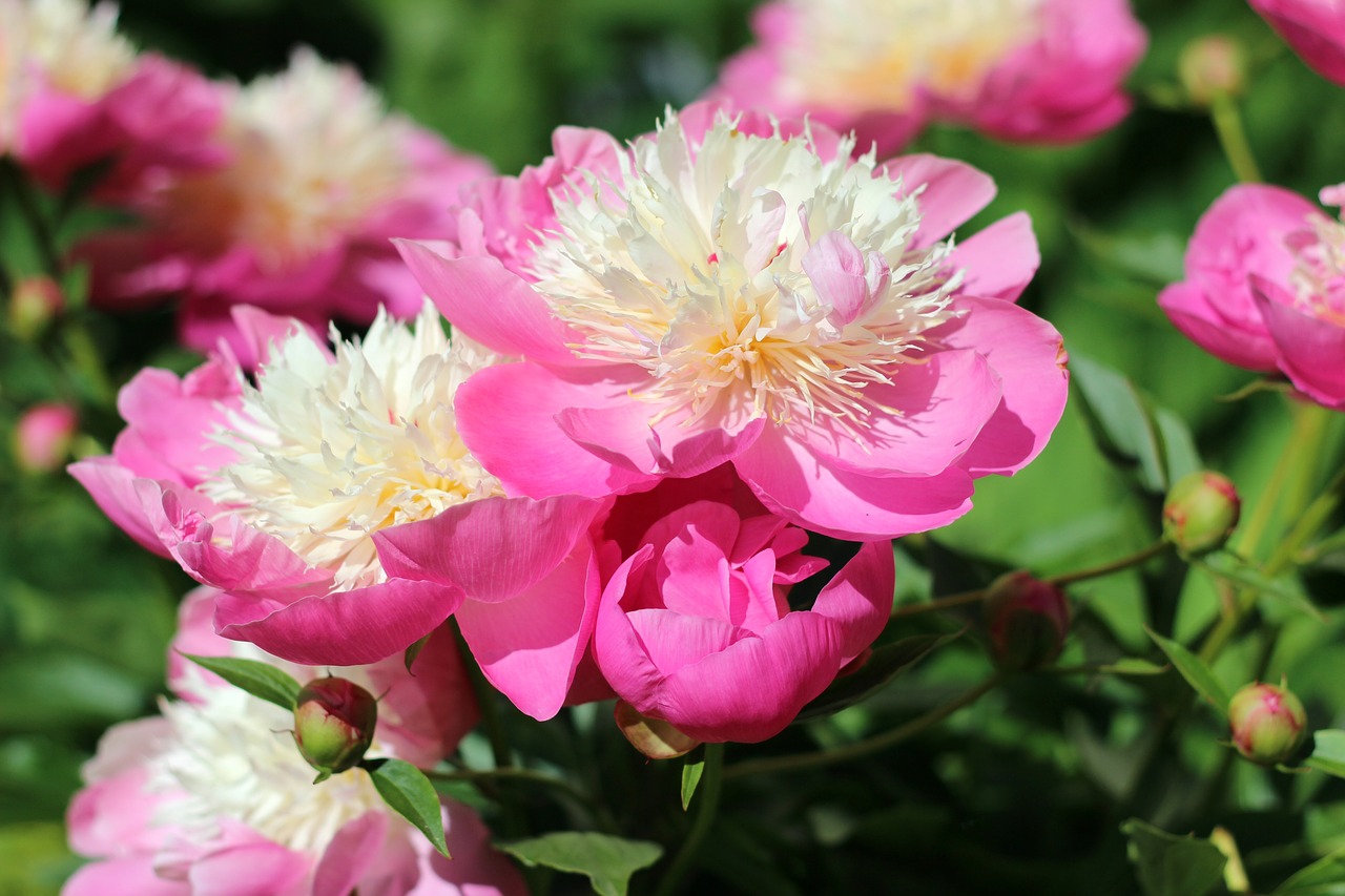 peony  flower  pink free photo