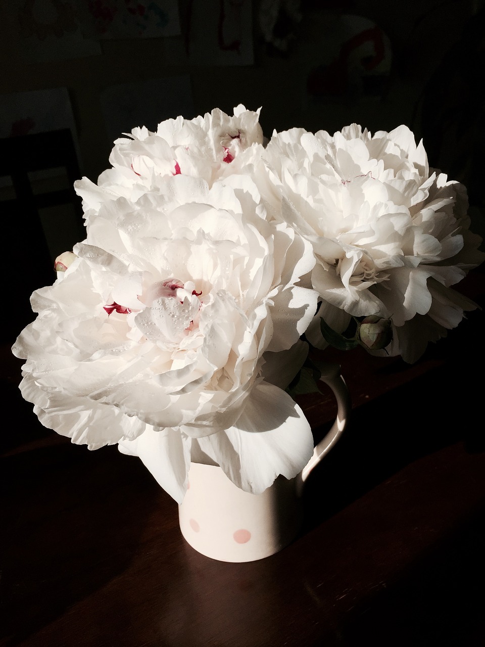 peony  flower  white free photo