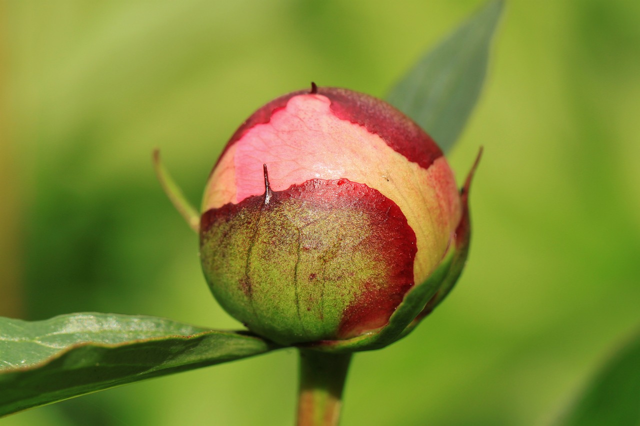 peony bud flora free photo