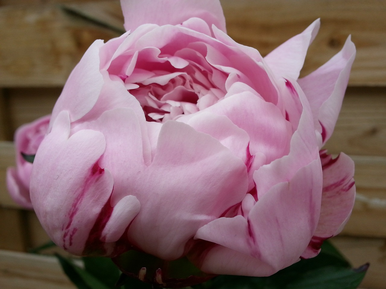 peony flower plant free photo