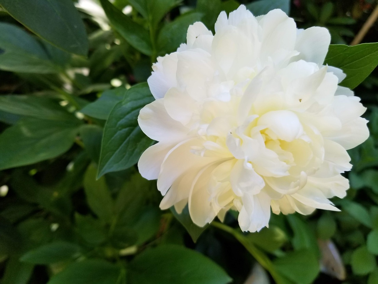 peony  white  flower free photo