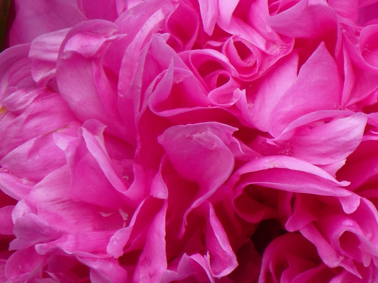 peony rose pink free photo