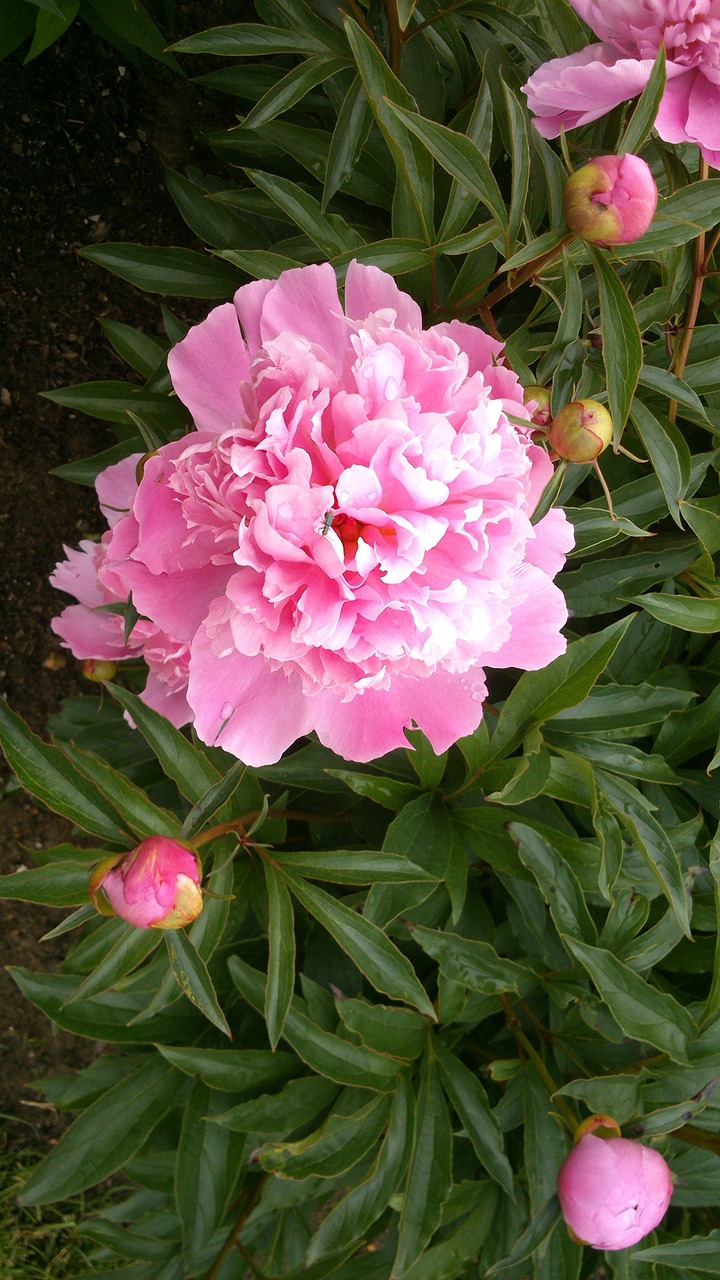 peony double flower pink free photo