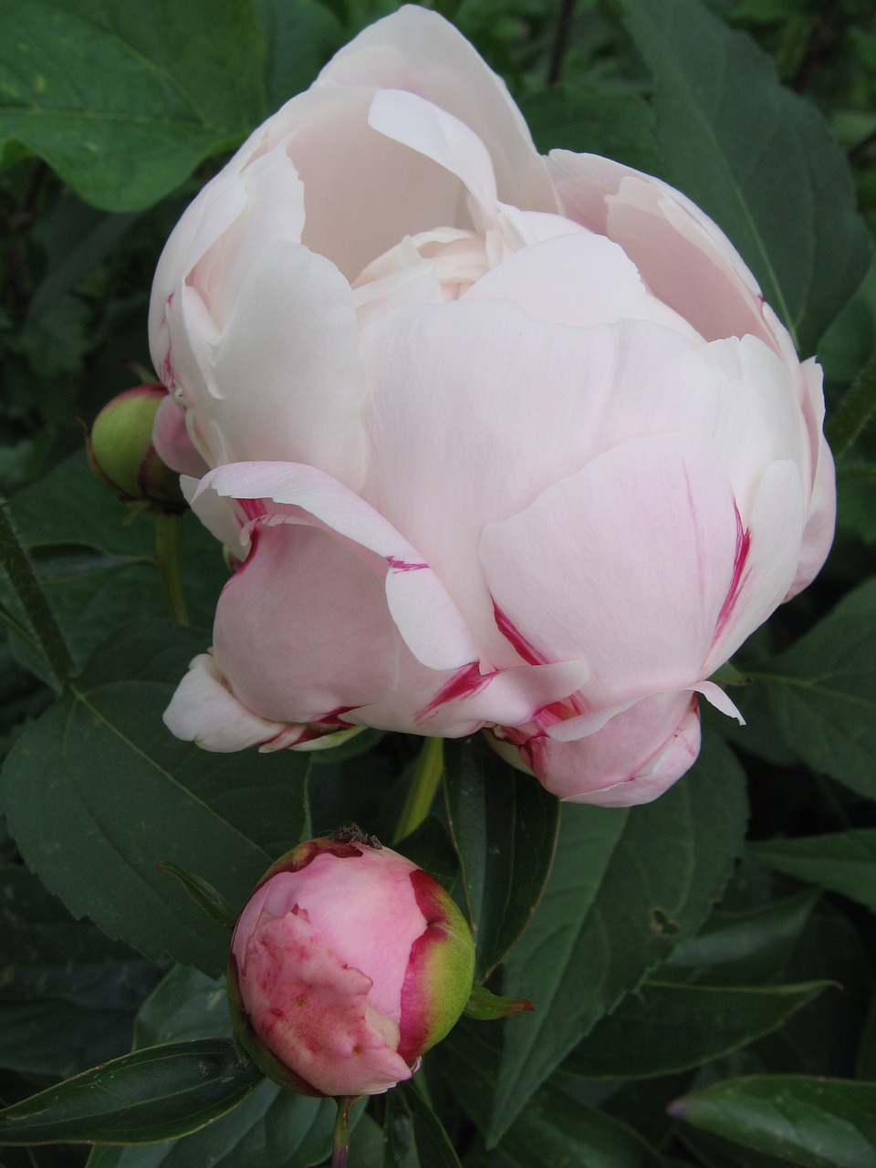 peony white bud free photo