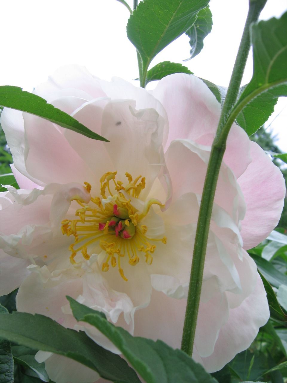 peony white pink blossom free photo