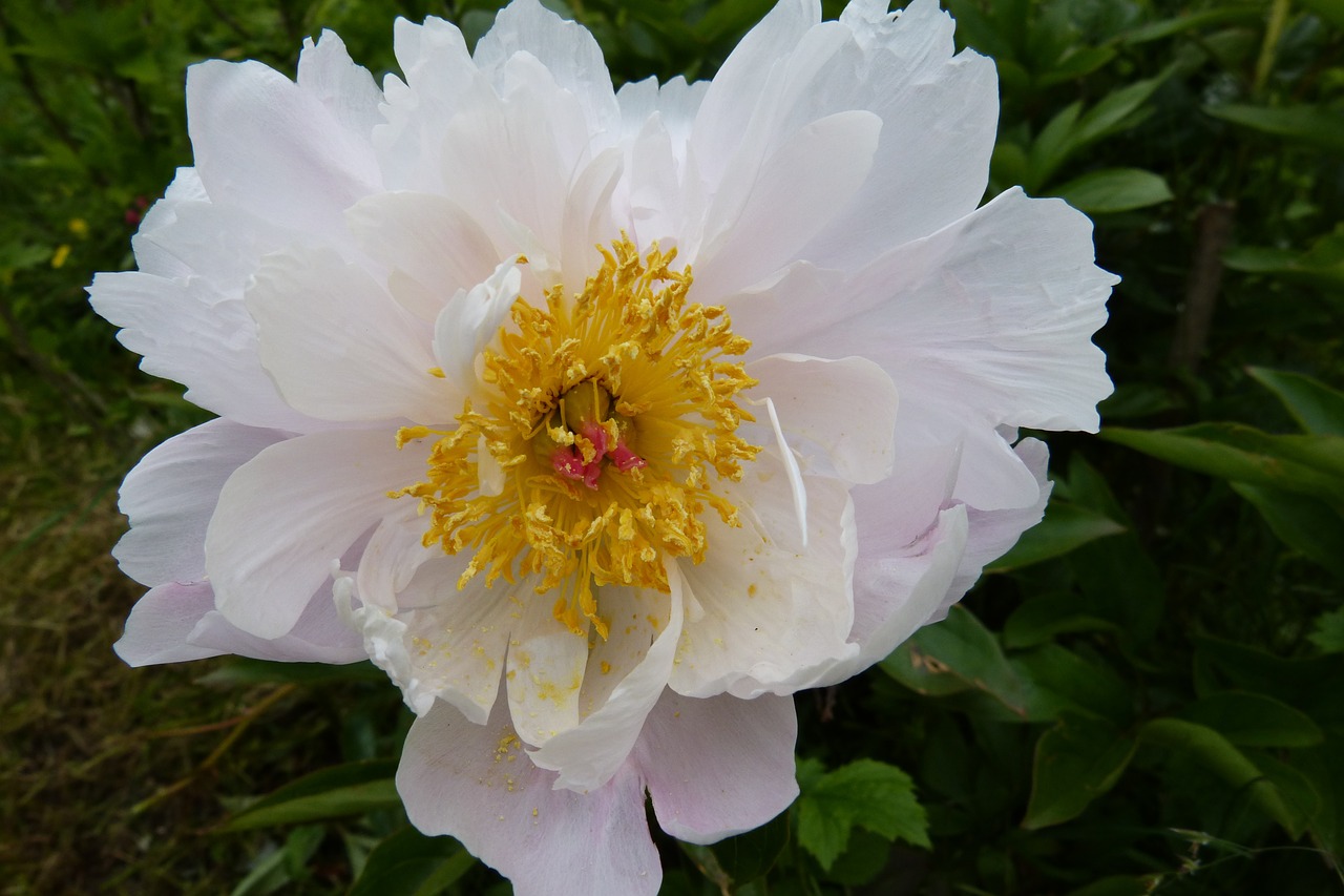 peony white stamens free photo