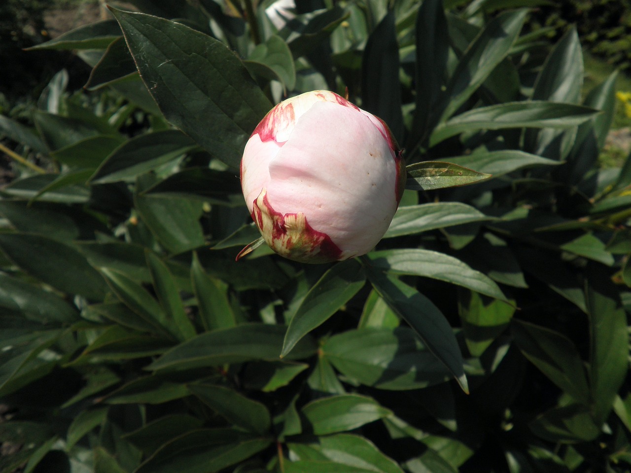 peony bud pink free photo