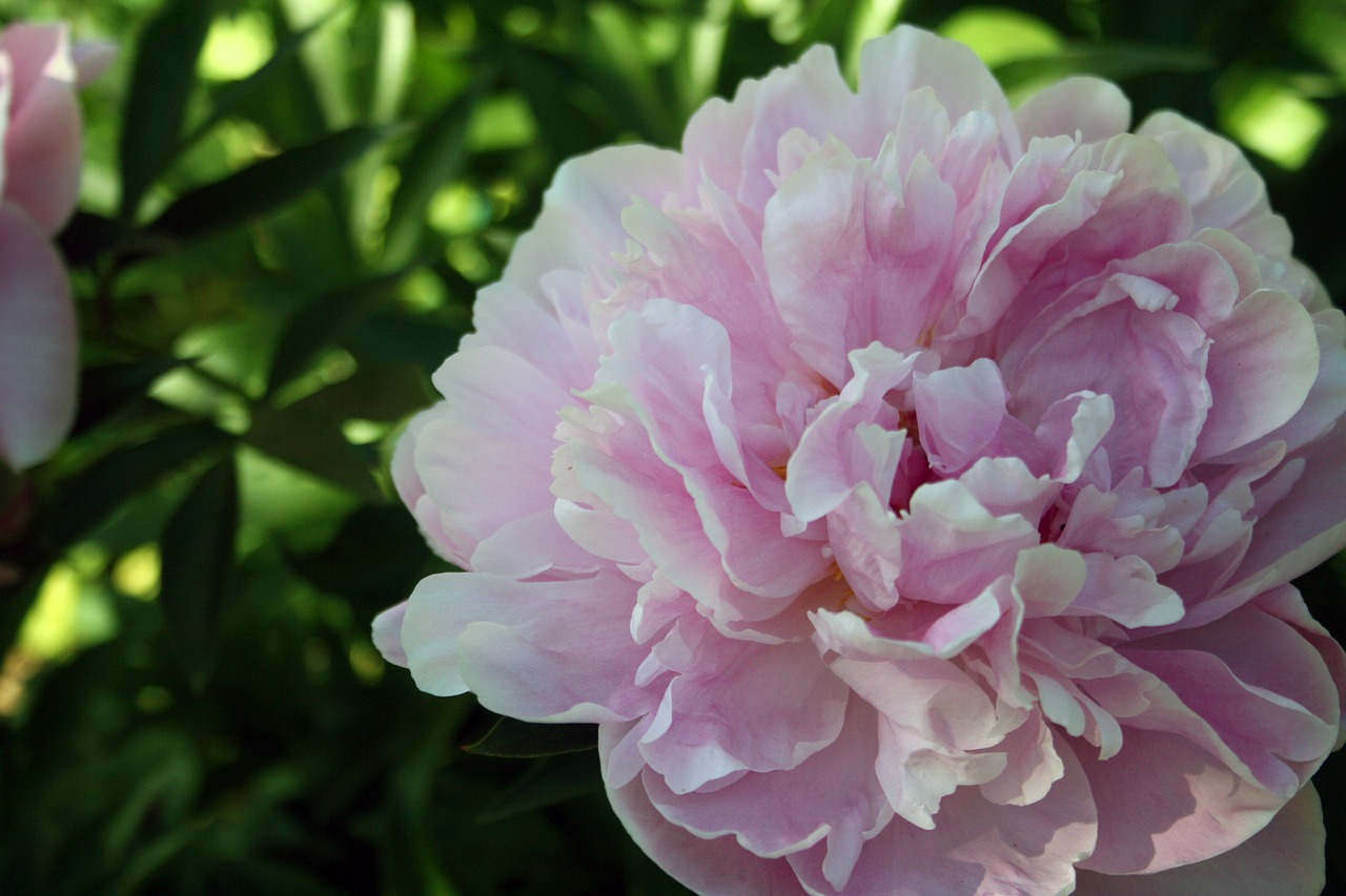 peony  flower  pink free photo