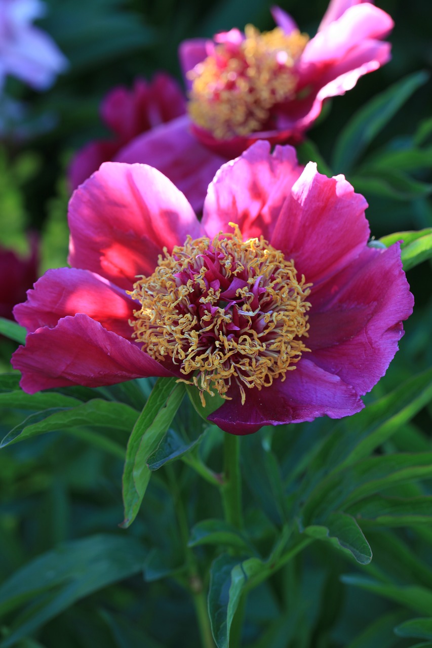 peony  flower  spring free photo