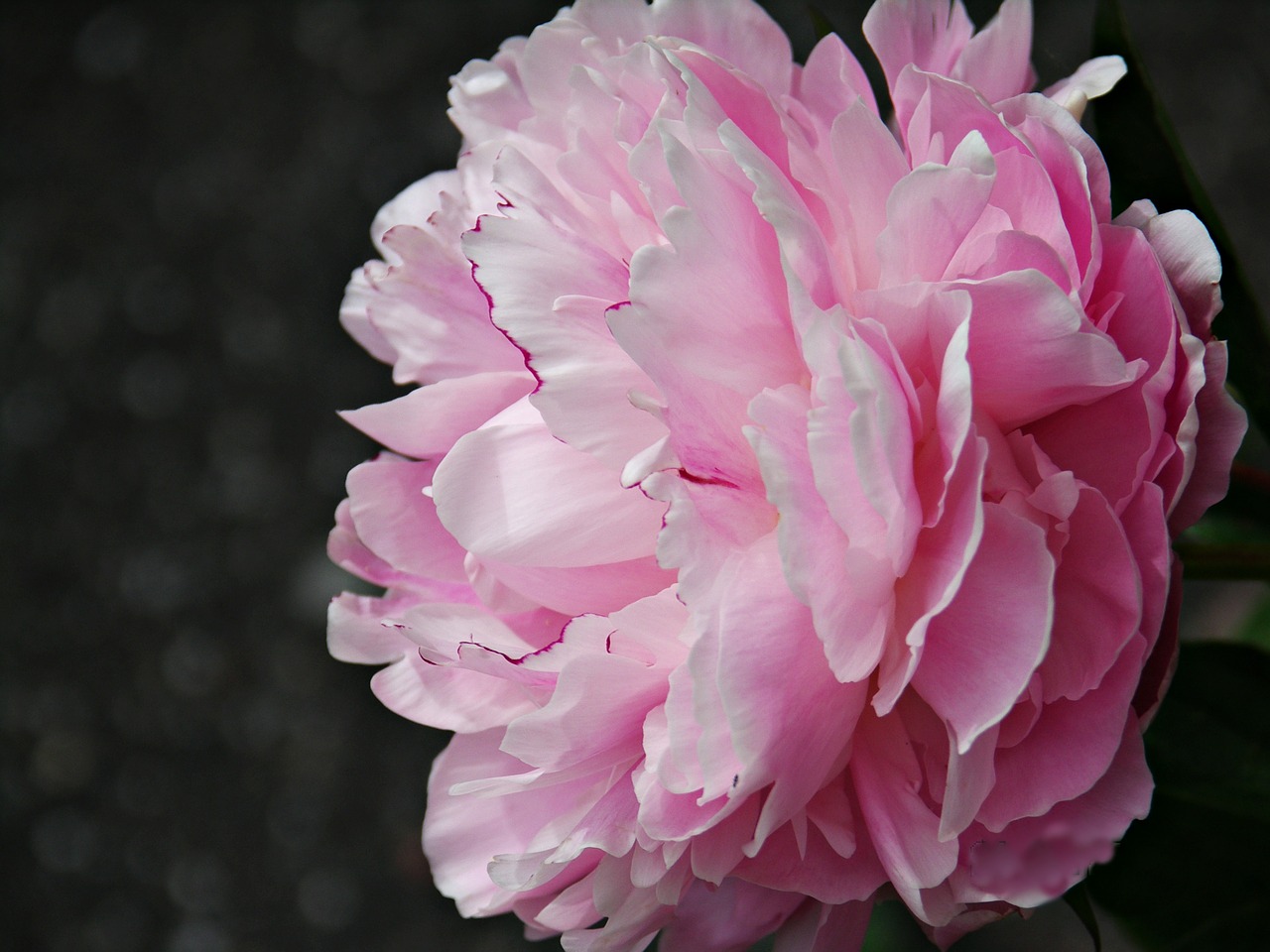 peony flower flora free photo