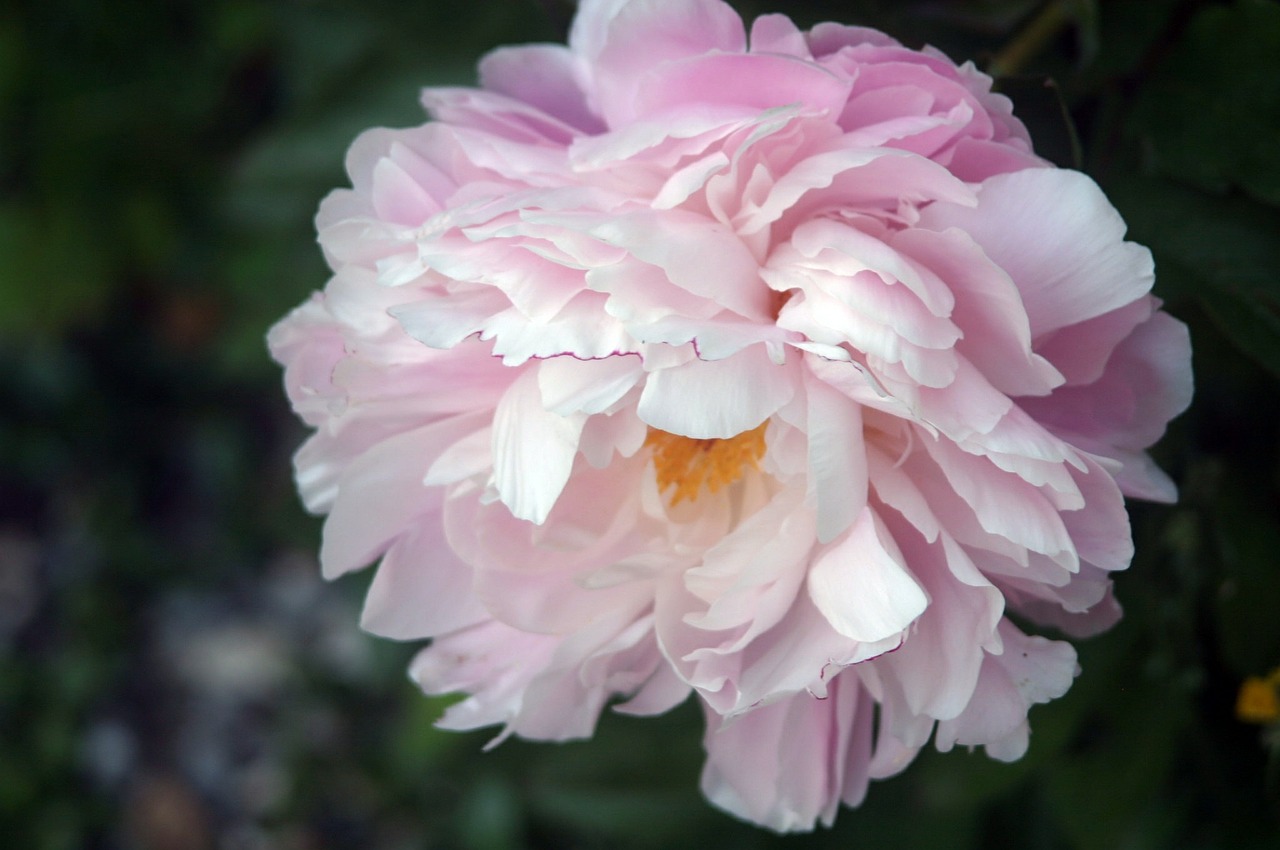 peony flower flora free photo