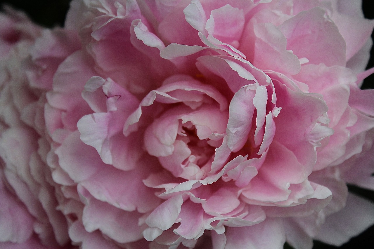 peony baby rose paeoniaceae free photo
