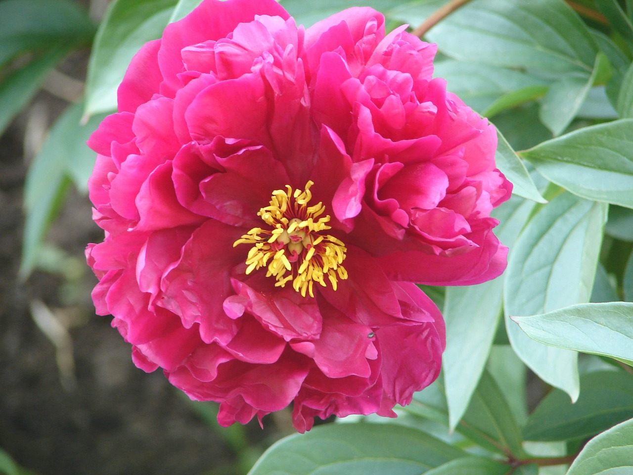 peony blossom bloom free photo